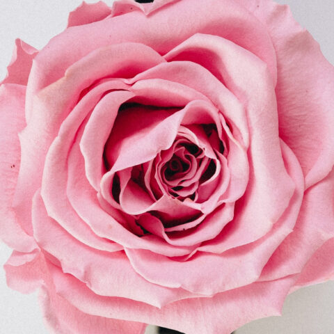 Wild Rose Vanilla